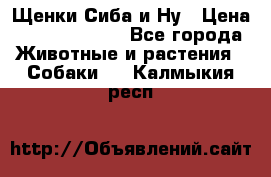 Щенки Сиба и Ну › Цена ­ 35000-85000 - Все города Животные и растения » Собаки   . Калмыкия респ.